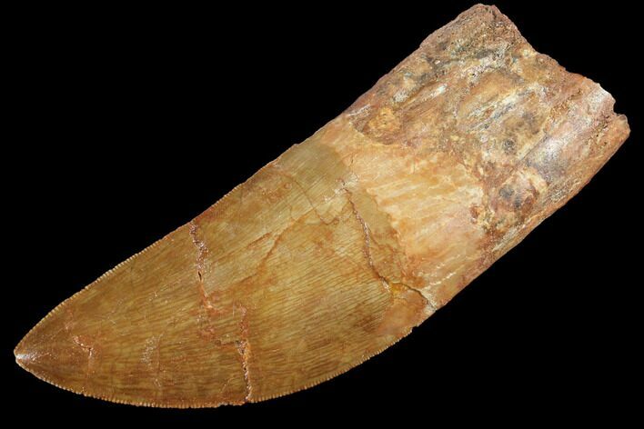 Serrated, Carcharodontosaurus Tooth -Kem Kem Beds #85938